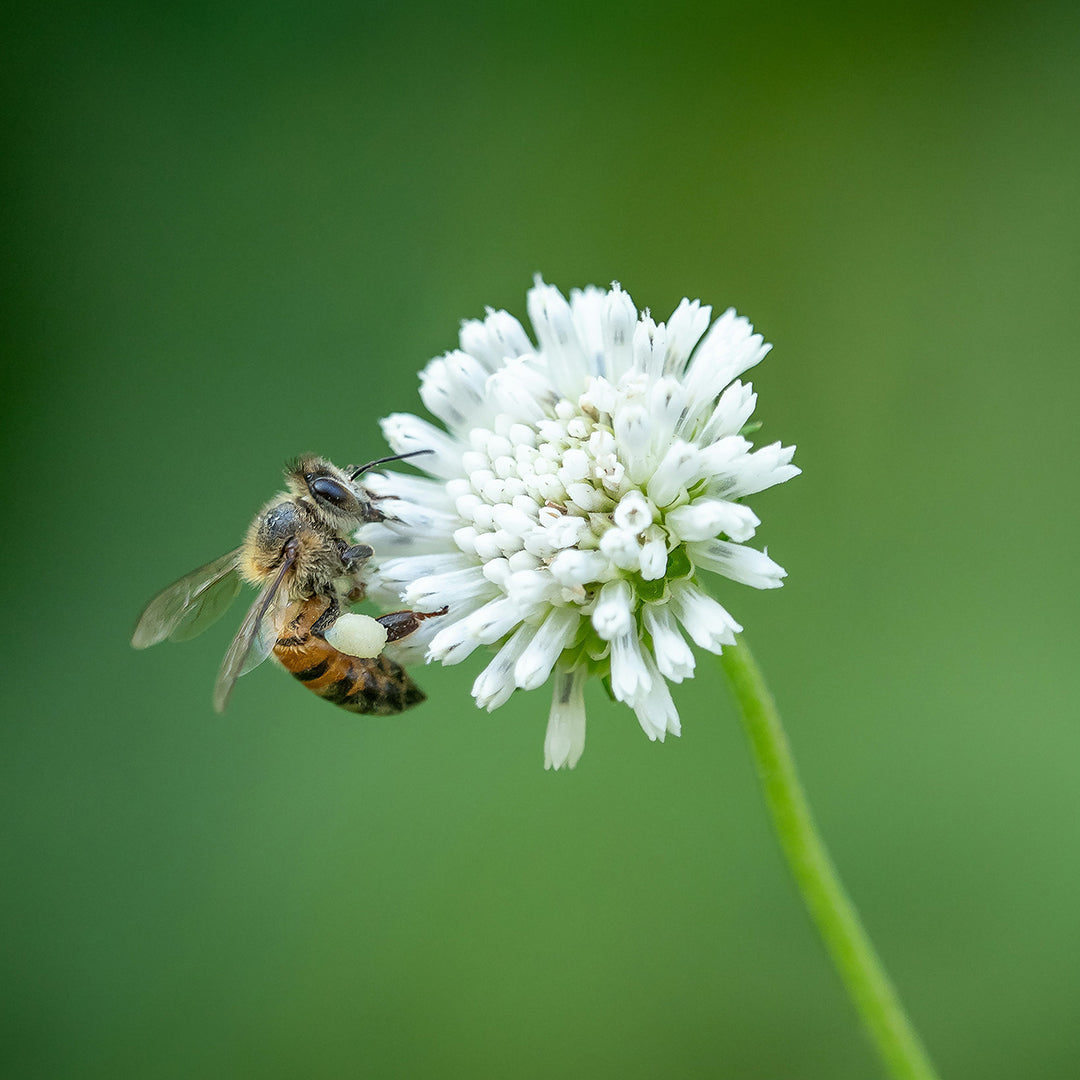 BEE-Vino supraja-Sustainable Ethical fashion-Dubai-UAE