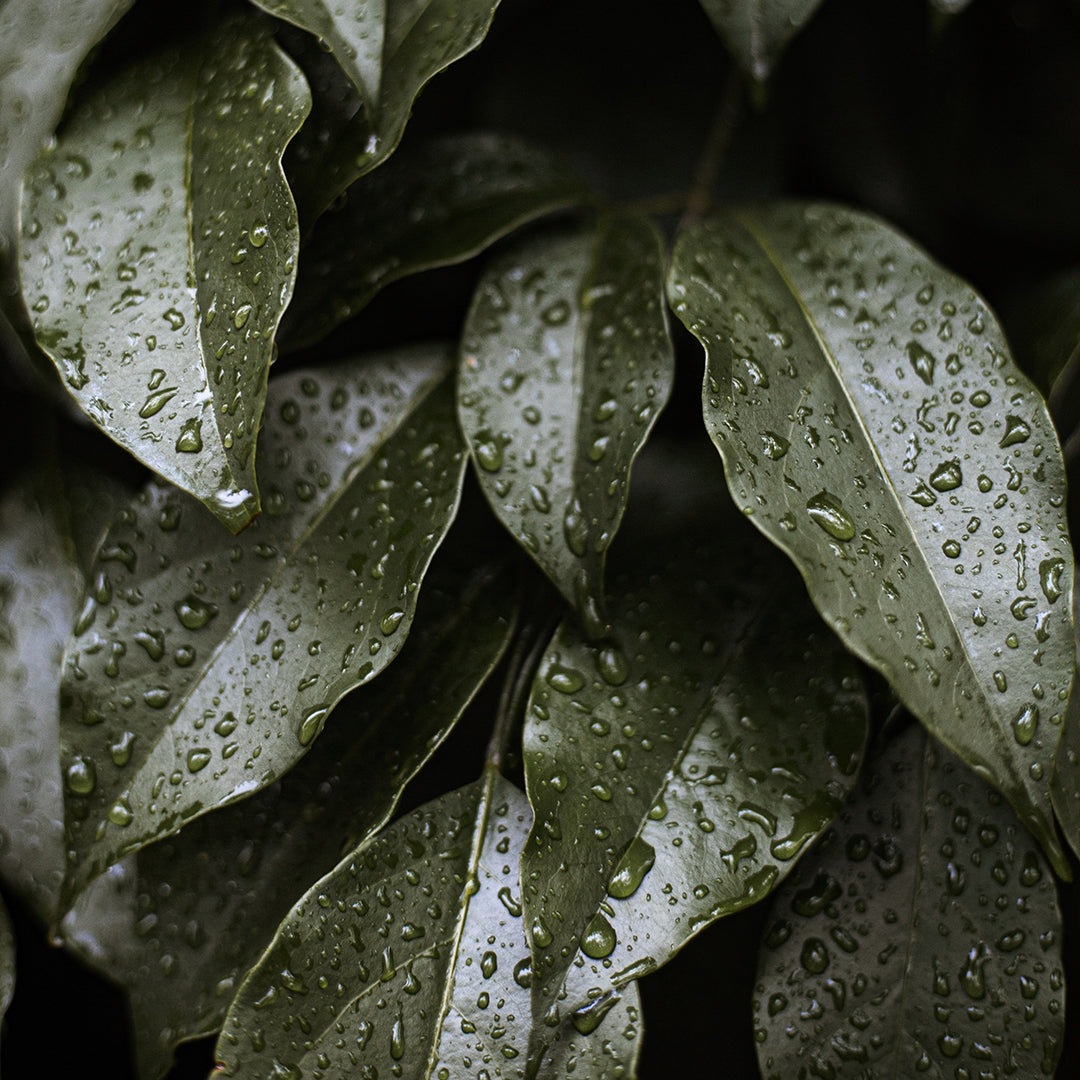 How Indoor Plants Could Support Your Health & Wellbeing